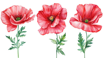 Red poppies. Summer flowers, floral set elements. Watercolor hand drawn illustration isolated on white background. - obrazy, fototapety, plakaty