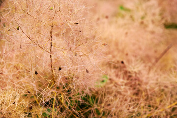 Macro view of cotinus plant pink flowers and leaves. Abstract nature and herbal backgrounds
