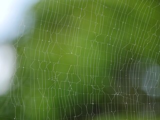 Spider web in front of green natural background 