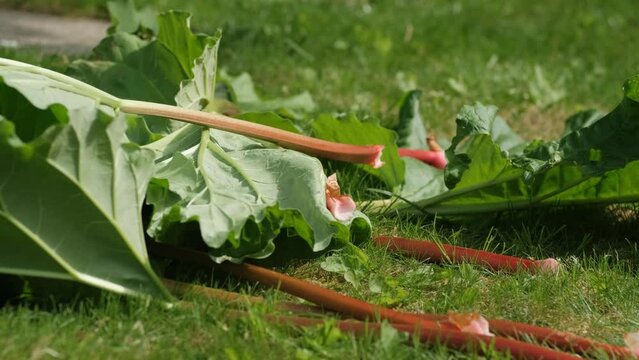 Fresh, ripe rhubarb gather on the grass after picking