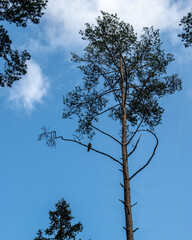 bird siiting on a pine tree branch
