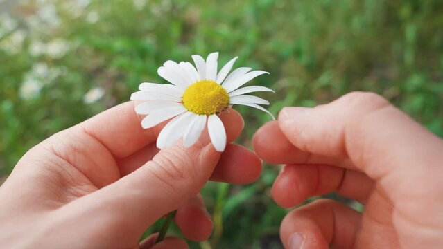 Man removing petals from a daisy flower. Close up