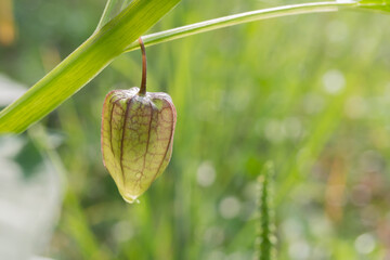 Physalis minima fruit on tree on nature background.