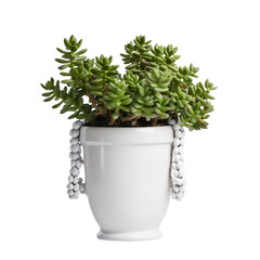 front view of a succulent house plant with a beautiful pot isolated on a transparent background 