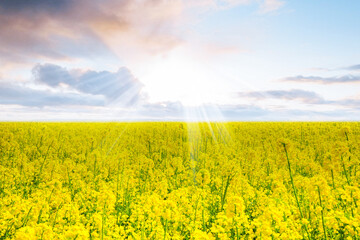 Obraz premium Sunlight coming out from clouds in a field of Sunflowers