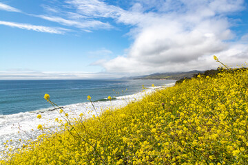 Field of wild mustard plant overlooking Pacific ocean. Glade of yellow flowers Wild Mustard on...