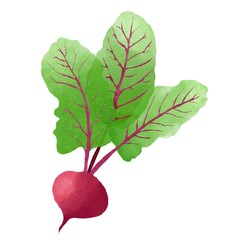 Watercolor drawing of beets on a white background, vegetables for menu design, cards, card stock, , Isolated elements on a white background. Watercolor hand drawing , isolated on white background
