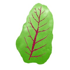 A sheet of borage is hand-drawn in watercolor on a white background ,green leaf isolated on white, Sweet green beet leafs, watercolor illustration