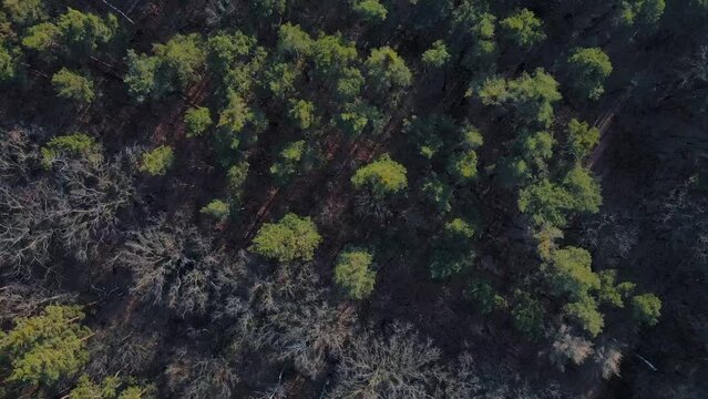 Aerial top down view of trees during Spring in Grunewald Forest Berlin Germany