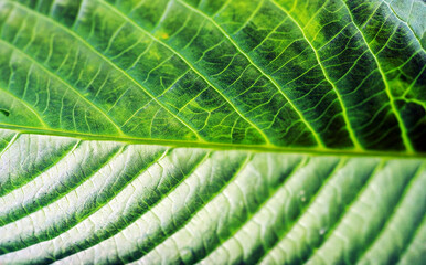 Close up of green leaf texture