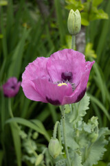Oriental pink Poppy Papaver flowering in Padstow, Cornwall