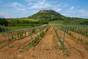 Agricultural landscape from Hungary, the mountain Csobanc