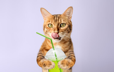 Charming Bengal cat with orange juice in its paws on a purple background.