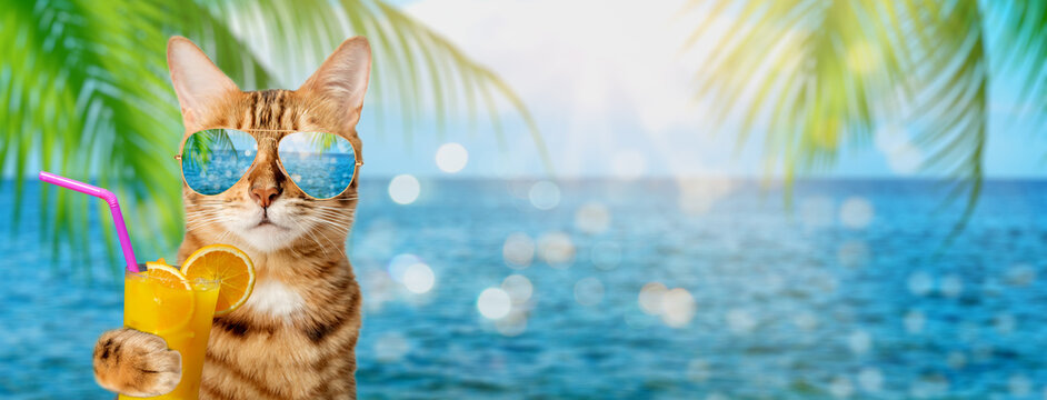 Funny cat in sunglasses holds a tropical cocktail