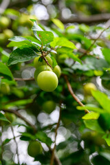 The orchard is full of fresh emerald green plums close-up. Green plums on plum tree leaves