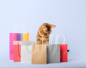Ginger cat with shopping bags on a colored background.