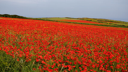 View of Poppies in bloom in a field in West Pentire Cornwall