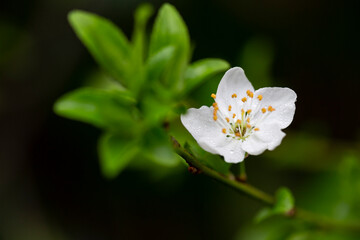 Prunus cerasus flowering tree flower, beautiful white petals tart dwarf cherry flowers in bloom.Garden fruit tree with blossom flowers