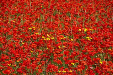 View of Poppies in bloom in a field in West Pentire Cornwall