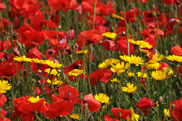 Naklejka premium View of Poppies in bloom in a field in West Pentire Cornwall