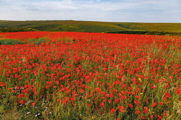 View of Poppies in bloom in a field in West Pentire Cornwall