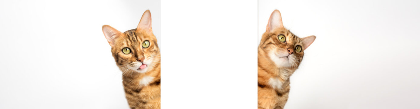 Two cats peek out from behind a white wall.