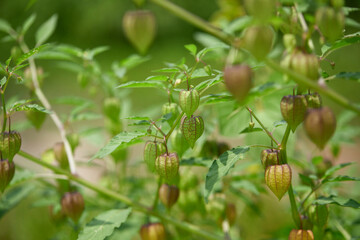 Close-up of cape gooseberry or goldenberry fruits (Physalis peruviana) 