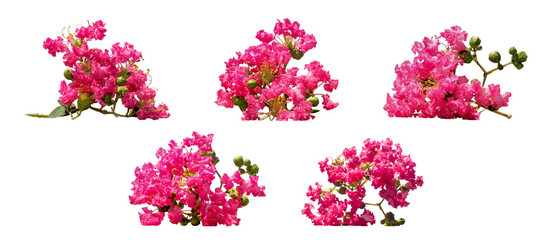 Cut out Crape Myrtle flowers on white background