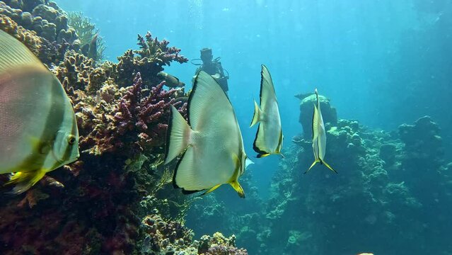 Batfish with Diver, Red Sea, Egypt. Slow Motion. Underwater World Life. Tropical Underwater Seascape.