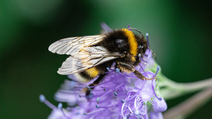 Bumblebee on a flower.