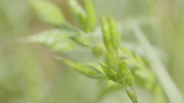 Shallow focus closeup on cereal grain plant swaying in field