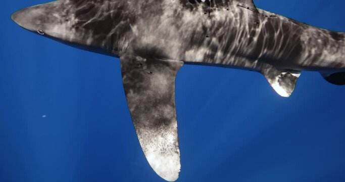 Oceanic Whitetip Shark Carcharhinus longimanus swim under surface of blue water. large pelagic shark inhabiting tropical in underwater Mauritius, Indian Ocean. Rare exclusive footage 6 120 fps 10 bit