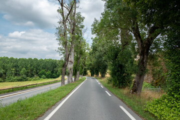 Estrada de asfalto de duas vias separadas com grandes árvores a meio e na berma num dia nublado