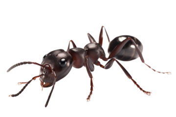 ant isolated on transparent background generative AI.