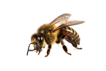 Fotobehang honey bee walking isolated on transparent background cutout generative AI. © MrNobody