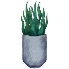 Home potted plants. Houseplants in plant pots, flower potted plant, green leaves interior decoration isolated watercolor illustration transparent.