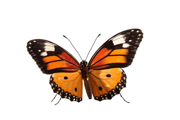 Fototapeta na wymiar Close-up butterfly isolated on transparent background generative AI.
