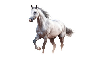 Obraz na płótnie Canvas Close up horse isolated on transparent background generative AI.