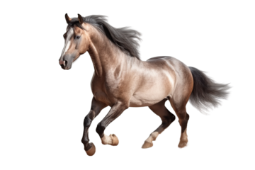 Close up horse isolated on transparent background generative AI.