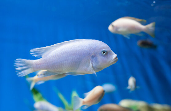 Zebra mbuna fish ablino fish. Blue background