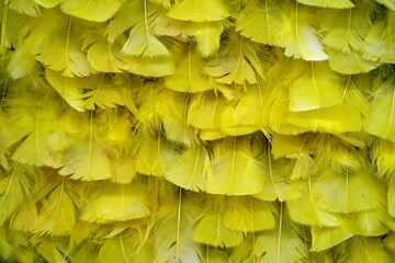 Surface recouverte de plumes jaunes.