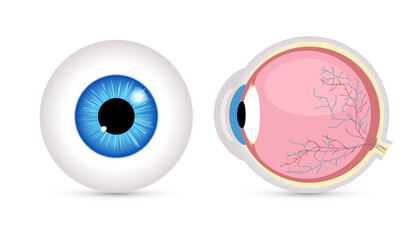 Eye ball vector retina closeup isolated icon. Round Eyeball 3d anatomy illustration object human icon.