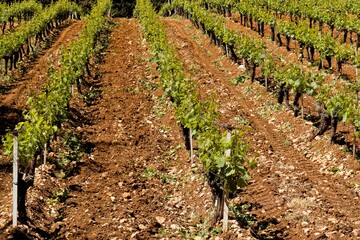 Fototapeta na wymiar View of vineyards in Ksara town. Chateau Ksara. Lebanon.