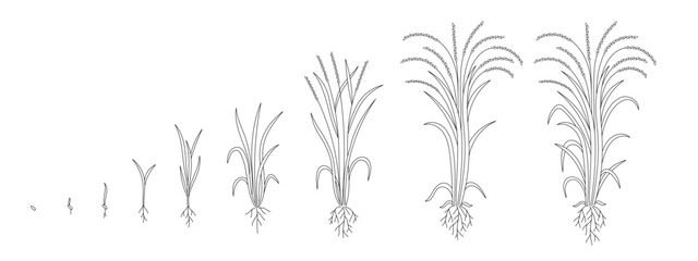 Rice plant growing cycle. Growing stages. Harvest progression. Editable outline stroke. Vector line.