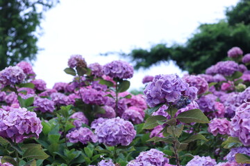 Hydrangea flowers in the garden