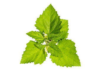 Top view of green plant leaf isolated on white background