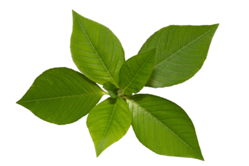 Top view of green plant leaf isolated on white background