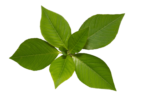 Top view of green plant leaf isolated on white background