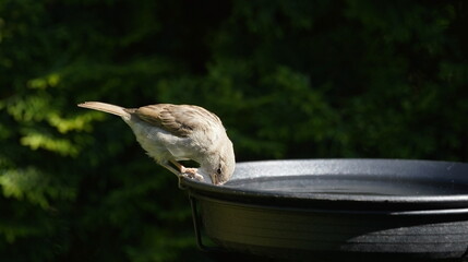 sparrow drinks water,sperling trinkt wasser
