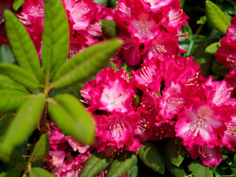 beautiful blooming maroon rhododendron shrub, flowering plant in a summer garden, close up photo